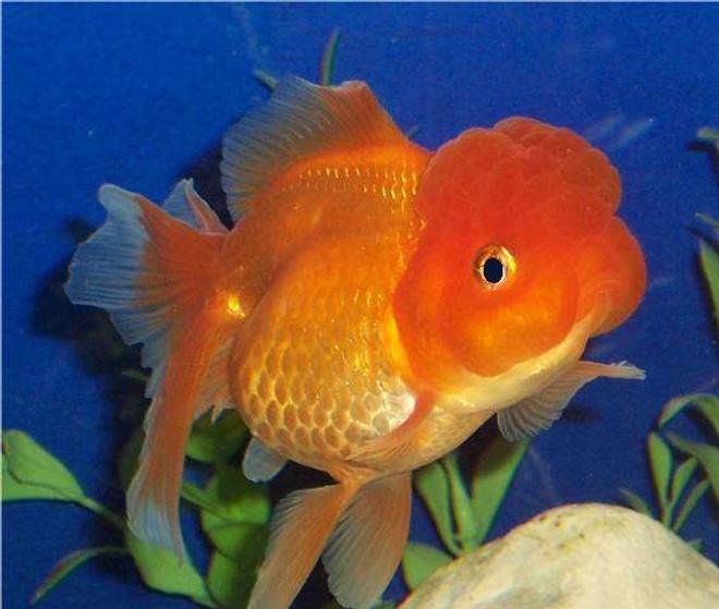 freshwater fish - carassius auratus - red oranda goldfish stocking in 72 gallons tank - Goldfish, Red Oranda