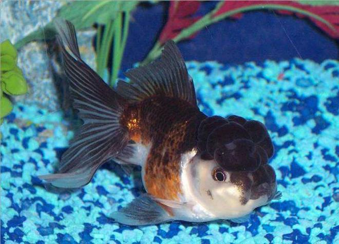 freshwater fish - carassius auratus - panda oranda goldfish stocking in 72 gallons tank - Goldfish, Tri-color Oranda