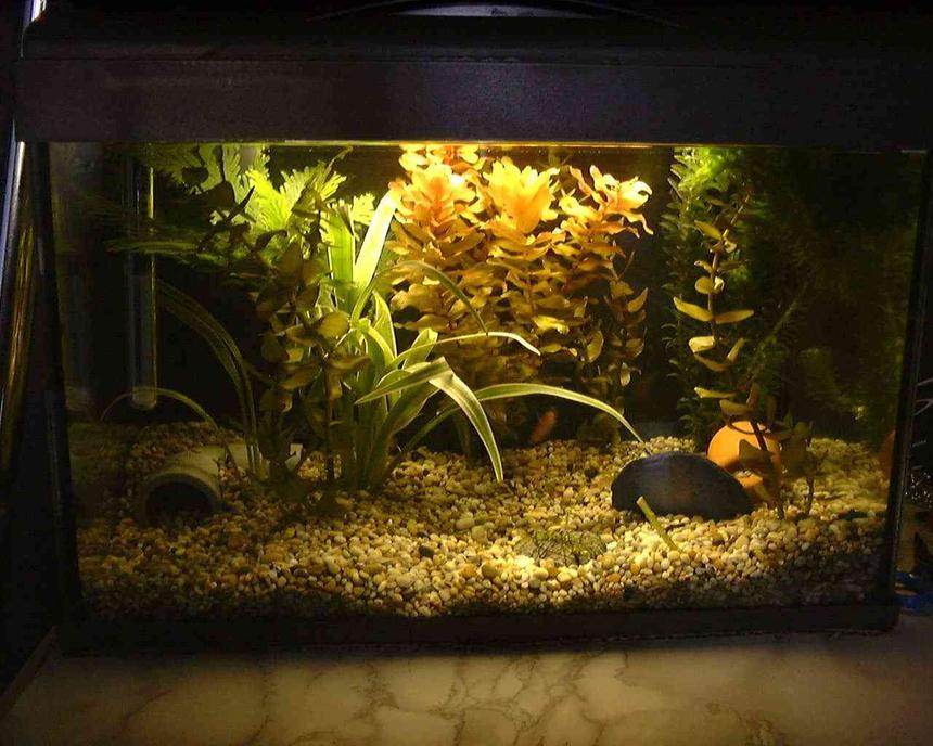 Rated #144: 36 Gallons Planted Tank - 4.4g tropical tank... Just a spare tank i had, thought id try to plant it up and let it mature esp with moss... Just put these plants in now so dont know how it'll turn out!