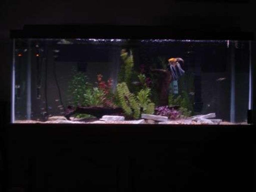 Rated #288: 75 Gallons Freshwater Fish Tank - a work in progress