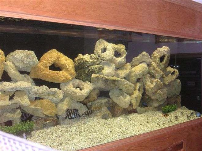 180 gallons freshwater fish tank (mostly fish and non-living decorations) - My freshwater tank