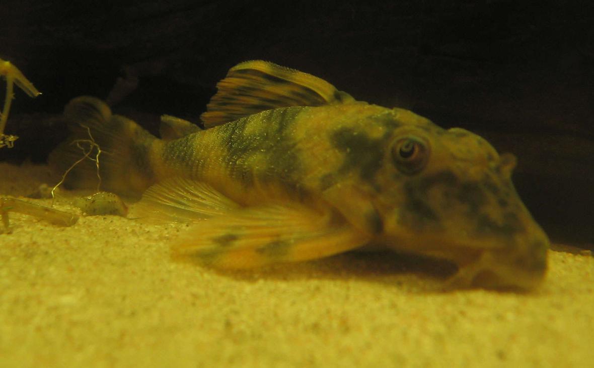 freshwater fish - peckoltia sp. - l202 stocking in 190 gallons tank - This is my L202 Peckoltia Sp. its about 10 cm long now.