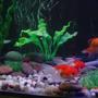 freshwater fish - carassius auratus - red cap oranda goldfish stocking in 30 gallons tank - Oranda goldfish