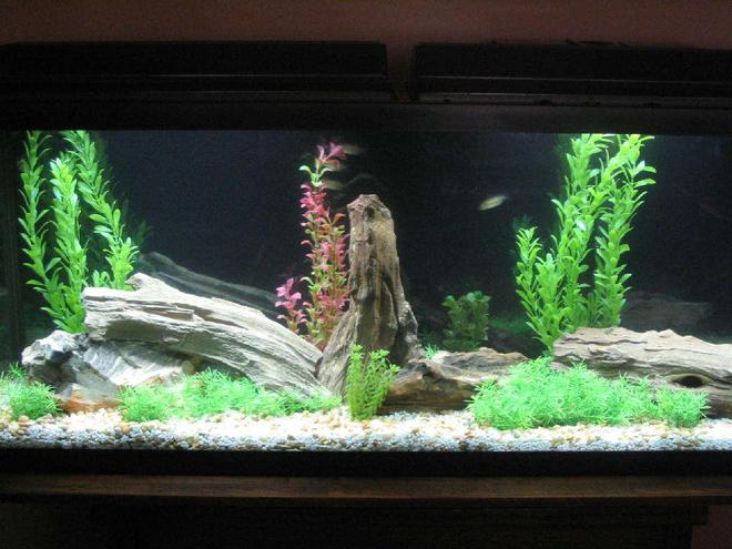 55 gallons freshwater fish tank (mostly fish and non-living decorations) - NEW 55 GALLON TANK