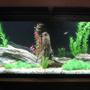 55 gallons freshwater fish tank (mostly fish and non-living decorations) - NEW 55 GALLON TANK