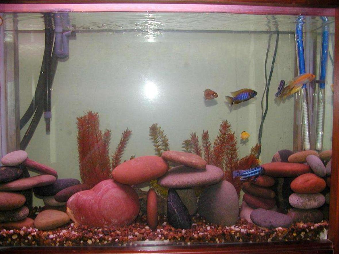 55 gallons freshwater fish tank (mostly fish and non-living decorations) - My 55 gal African Cichlid tank. African Ciichlids 1 male peacock 2 female peacocks 3 eletric yellow 1 red zebra 2 melanochromis johannii 2 bristlenose plecos