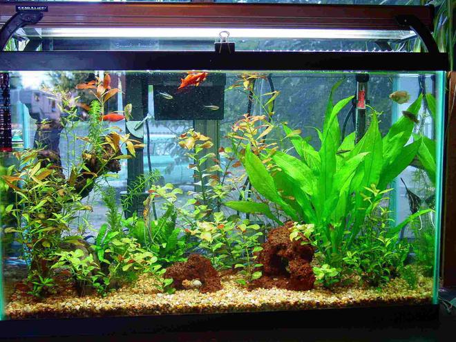 30 gallons planted tank (mostly live plants and fish) - 30 gal, dye co2 system, penguin 350 powerfilter, 200 watt heater, 160 watt aqualights on for 12 hours a day. 20 percent water change every saturday, feeding 3 tmes a week.