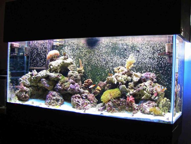 55 gallons reef tank (mostly live coral and fish) - 55g Reef