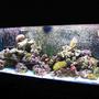 55 gallons reef tank (mostly live coral and fish) - 55g Reef