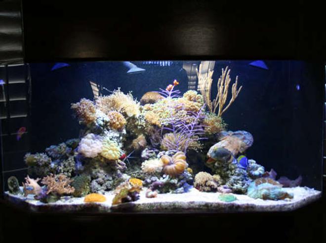 100 gallons reef tank (mostly live coral and fish) - My Passion-100 Gallon Corner Reef Tank with live coral and fish. My next project, a 450 gallon saltwater tank, I will post pictures once complete :-)