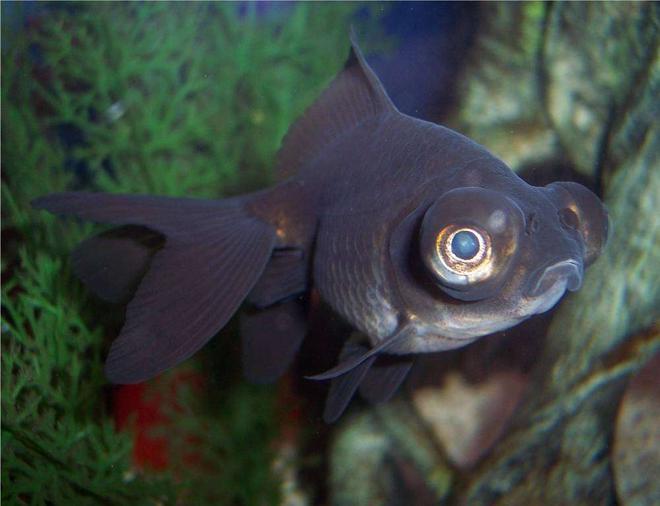 freshwater fish - carassius auratus - black moor goldfish stocking in 72 gallons tank - Goldfish, Black Moor