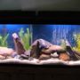 55 gallons freshwater fish tank (mostly fish and non-living decorations) - added some more river rocks