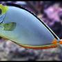 saltwater fish - naso lituratus - naso tang stocking in 125 gallons tank - 2 yr old Naso Tang