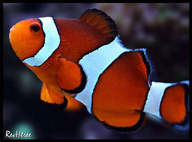 saltwater fish - amphiprion ocellaris - ocellaris clownfish stocking in 125 gallons tank - Clownfish