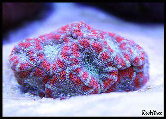 corals inverts - acanthastrea lordhowensis - acan lord stocking in 125 gallons tank - Acan Lord