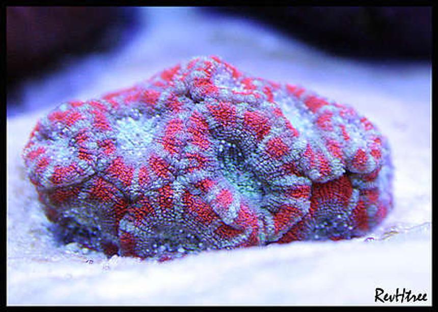 Rated #2: Corals Inverts - Acanthastrea Lordhowensis - Acan Lord Stocking In 125 Gallons Tank - Acan Lord