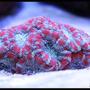 corals inverts - acanthastrea lordhowensis - acan lord stocking in 125 gallons tank - Acan Lord