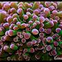corals inverts - euphyllia paradivisa - frogspawn coral stocking in 125 gallons tank - Frogspawn