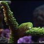 corals inverts - acropora abrolhosensis - fuzzy green tip staghorn stocking in 125 gallons tank - Acropora