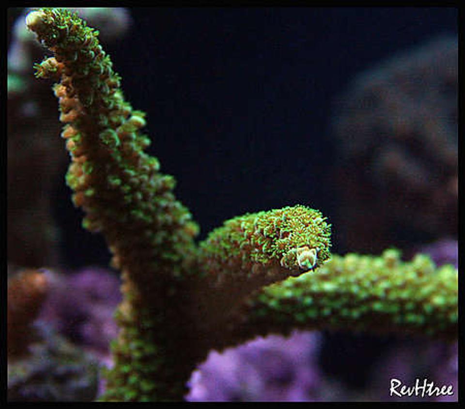 corals inverts - acropora abrolhosensis - fuzzy green tip staghorn stocking in 125 gallons tank - Acropora
