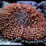 corals inverts - ricordea yuma - orange ricordea mushroom stocking in 125 gallons tank - Yuma Ricordia Mushroom