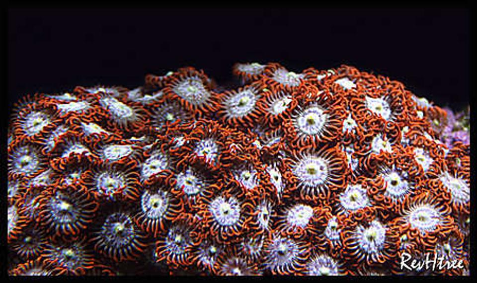 corals inverts - zoanthus sp. - fire & ice zoanthids stocking in 125 gallons tank - Zoanthids (Fire & Ice)