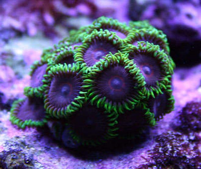 corals inverts - palythoa sp. - purple people eater stocking in 125 gallons tank - Zoanthids (PHE) (Purple Hearted)