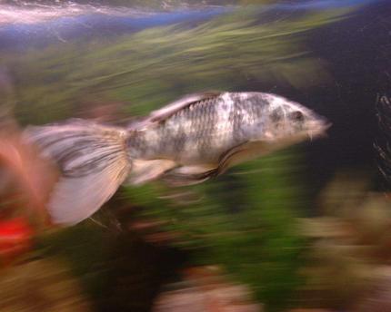 freshwater fish - cyprinus carpio - koi stocking in 36 gallons tank - Sparky, the butterfly Koi, Swimming in motion!