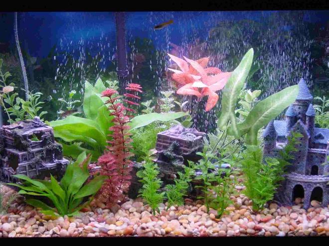 30 gallons freshwater fish tank (mostly fish and non-living decorations) - This s my Tank {see planted tanks} before I went all natural. Loved it, but wanted to go real plants . . . .