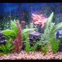 30 gallons freshwater fish tank (mostly fish and non-living decorations) - This s my Tank {see planted tanks} before I went all natural. Loved it, but wanted to go real plants . . . .