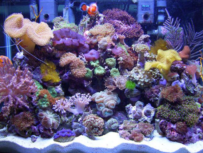 20 gallons reef tank (mostly live coral and fish) - 20 Gallon H