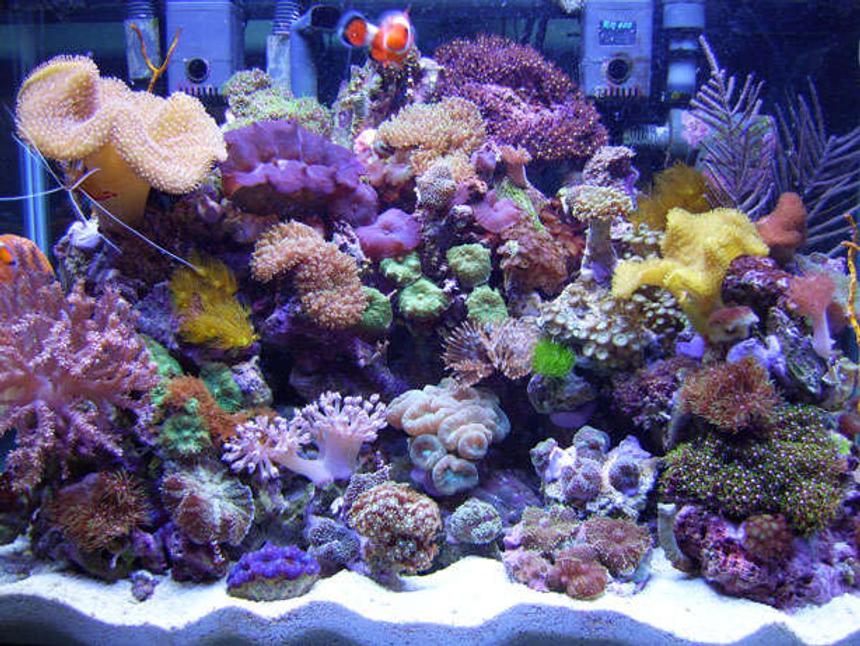 Rated #56: 20 Gallons Reef Tank - 20 Gallon H