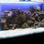 280 gallons saltwater fish tank (mostly fish, little/no live coral) - were did every one go??? newly introduced sharks will do that to fish
