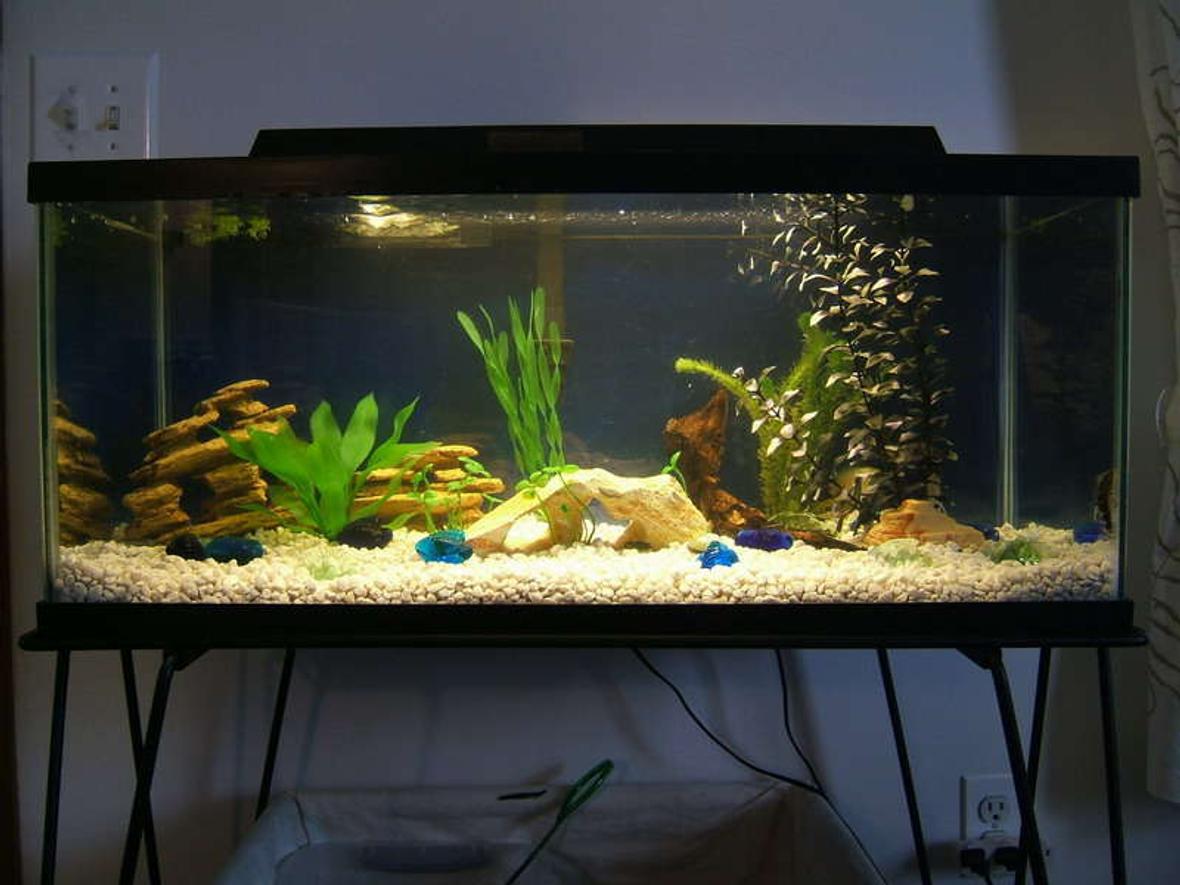 20 gallons freshwater fish tank (mostly fish and non-living decorations) - 20 Gallon tank with both live and fake plants. you cant really see my fish in this photo, they are in the back behind plants.