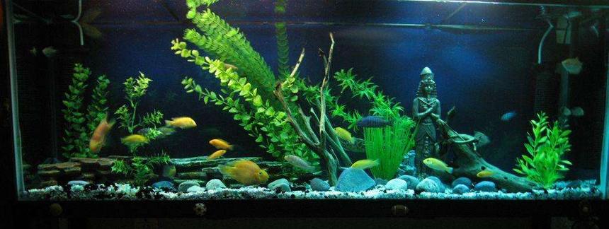 Rated #149: 45 Gallons Freshwater Fish Tank - acuario d 200 l. peces ciclidos.