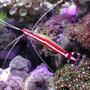 corals inverts - lysmata amboinensis - scarlet skunk cleaner shrimp stocking in 20 gallons tank - Skunk shrimp