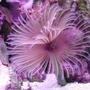 corals inverts - protula bispiralis - hard tube coco worm stocking in 20 gallons tank - Red feather duster