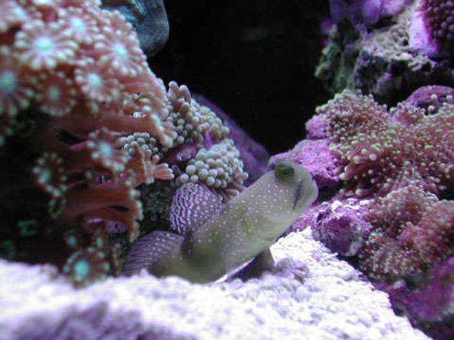saltwater fish - cryptocentrus cinctus - yellow watchman goby stocking in 20 gallons tank - Yellow Watchman Goby