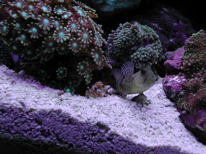 corals inverts - alpheus sp. - pistol shrimp stocking in 20 gallons tank - Pistol shrimp and Yellow Watchman Goby