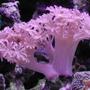 corals inverts - xenia sp. - white pom pom xenia, red sea stocking in 20 gallons tank - Xenia