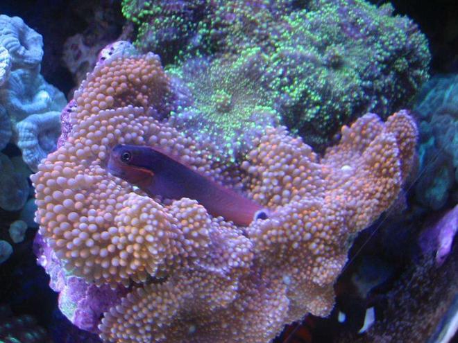 corals inverts - ricordea florida - ricordea mushroom stocking in 55 gallons tank - Tail Spot Blennie on Pink Ricordias