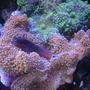corals inverts - ricordea florida - ricordea mushroom stocking in 55 gallons tank - Tail Spot Blennie on Pink Ricordias