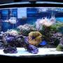 46 gallons reef tank (mostly live coral and fish) - My very 1st Rookie Tank