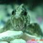 freshwater fish - neovespicula depressifrons - dusky panther goby stocking in 50 gallons tank - butterfly goby