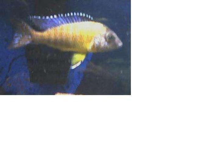 freshwater fish - aulonocara baenschi - sunshine peacock stocking in 46 gallons tank - Blue Neon Peacock