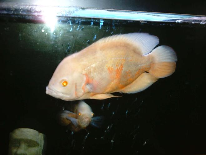 freshwater fish - astronotus ocellatus - albino oscar stocking in 66 gallons tank - My 10.5" albino oscar