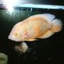 freshwater fish - astronotus ocellatus - albino oscar stocking in 66 gallons tank - My 10.5" albino oscar