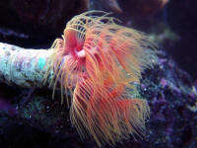 corals inverts - protula bispiralis - hard tube coco worm stocking in 160 gallons tank - Coco Worm