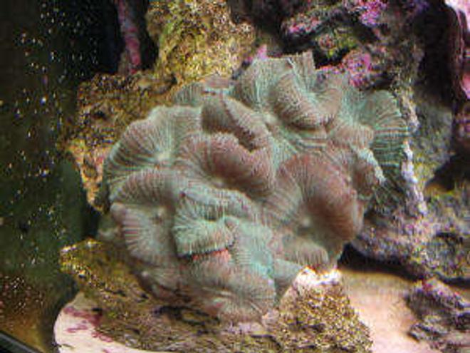 corals inverts - rhodactis inchoata - bullseye mushroom stocking in 160 gallons tank - Green Mushroom Rock