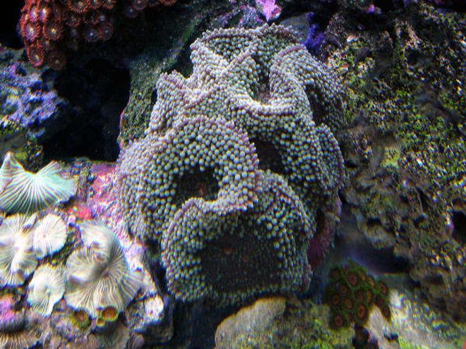 corals inverts - ricordea florida - ricordea mushroom stocking in 160 gallons tank - Richordia Rock